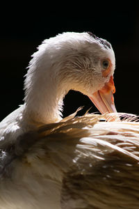 Close-up of swan