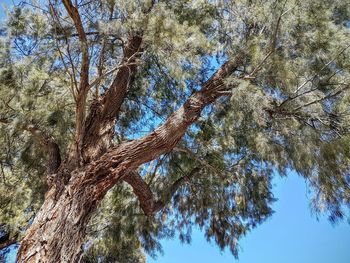 Low angle view of tree against sky