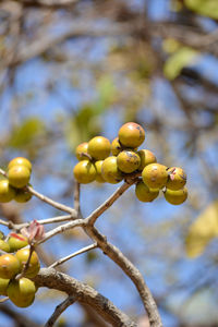 Indian ebony or tendu fruit. tendu is a seasonal fruit available mainly in summer