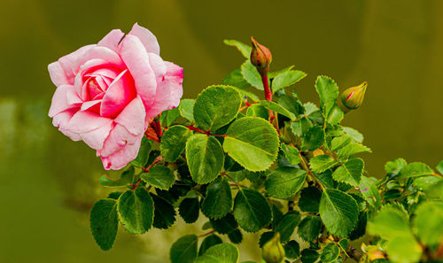 Close-up of pink rose plant