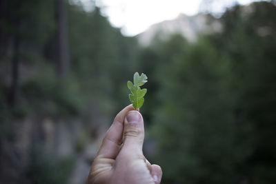 Close-up of man holding plant