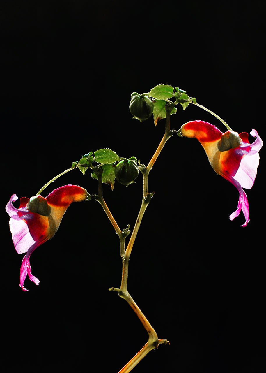 CLOSE-UP OF PLANT WITH PINK FLOWERS AGAINST BLACK BACKGROUND