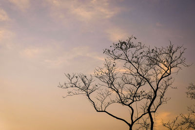 Low angle view of silhouette bare tree against sky at sunset