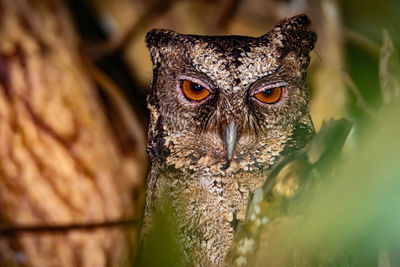 Close-up portrait of a owl