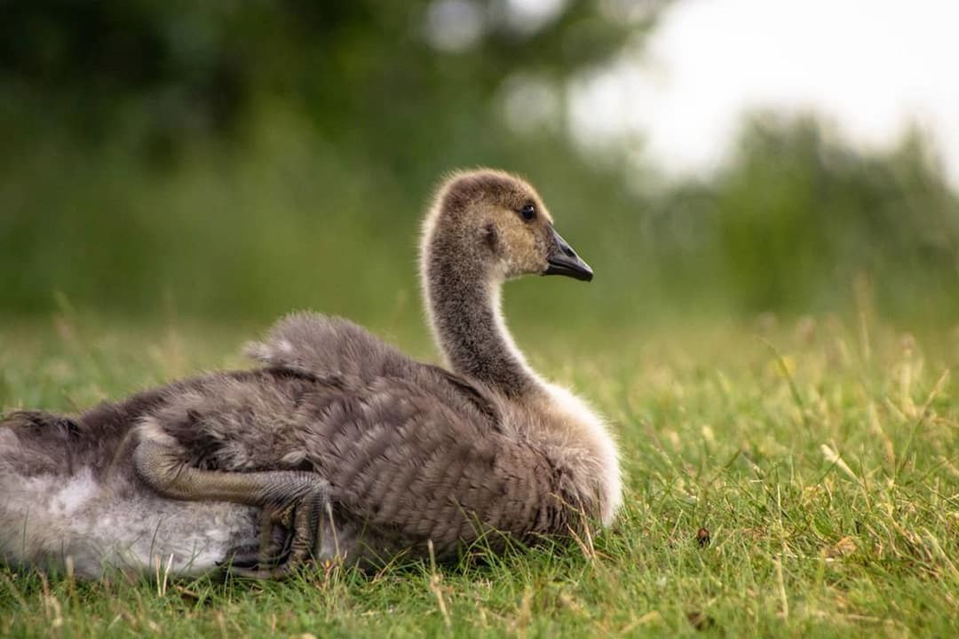 animal themes, animals in the wild, grass, animal, animal wildlife, bird, plant, young animal, one animal, vertebrate, nature, young bird, no people, day, green color, focus on foreground, gosling, outdoors, field, cygnet, animal family