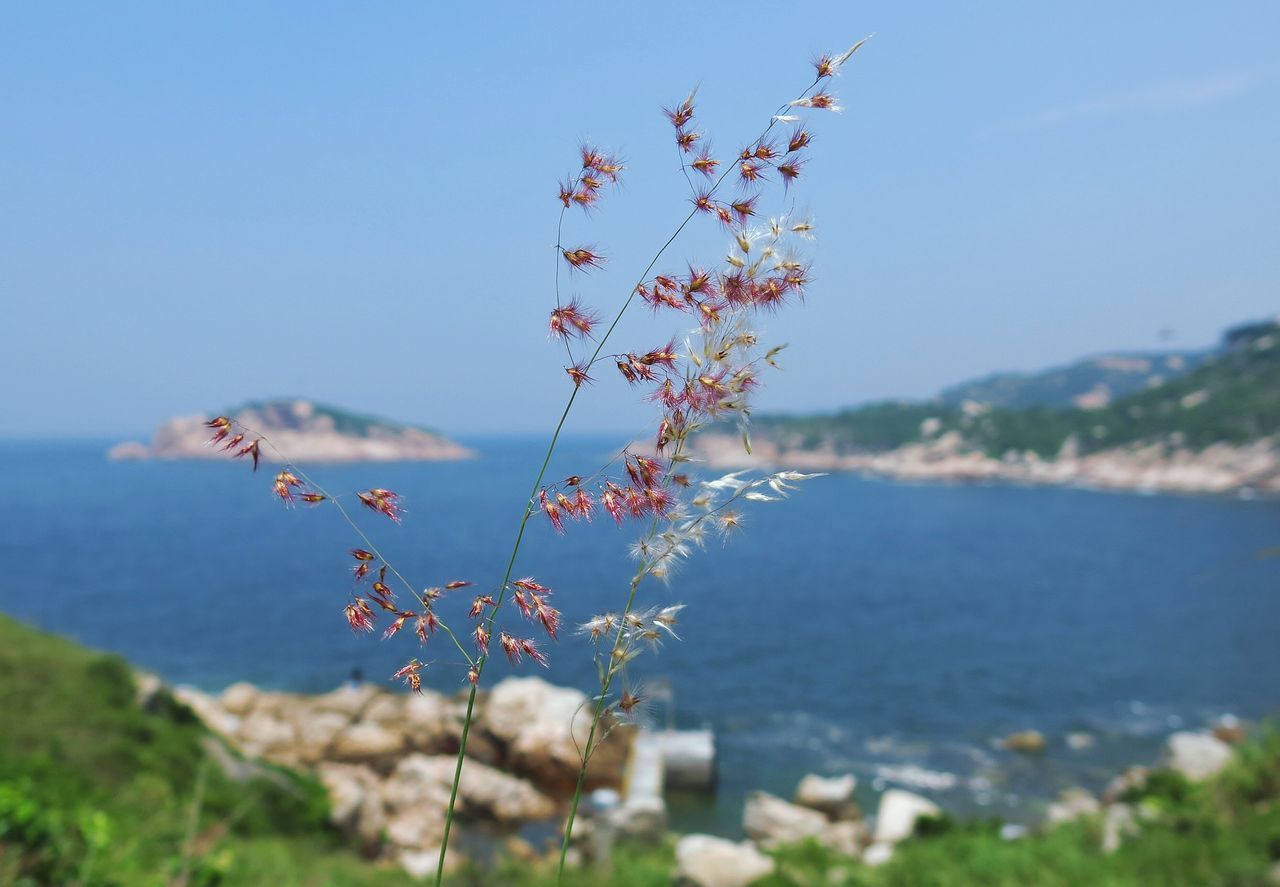 CLOSE-UP OF PLANTS ON THE BEACH