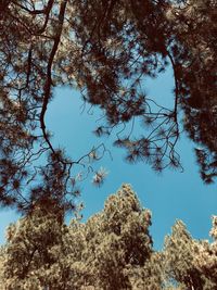 Low angle view of trees against blue sky