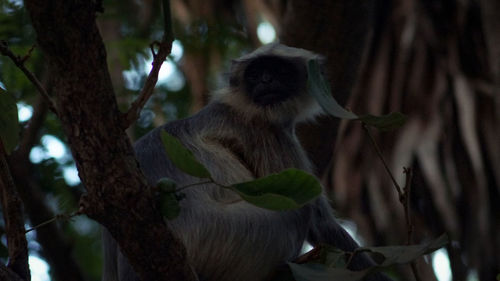 Low angle view of monkey on tree trunk