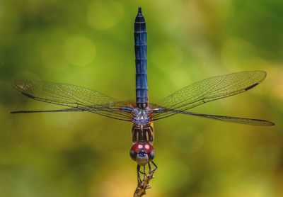 Close-up of dragonfly on twig