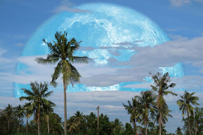 Low angle view of coconut palm trees against sky