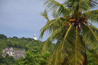 Low angle view of palm tree against sky