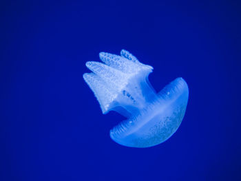 Close-up of jellyfish against blue background