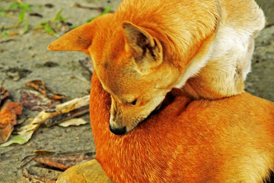 Close-up of a dog