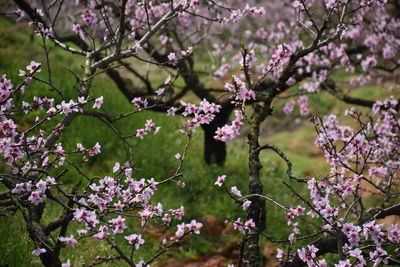 Pink flowers blooming on tree