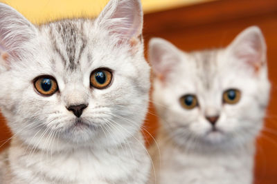 Muzzles of two british kittens of black and white color with orange eyes close-up