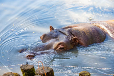 View of turtle in lake