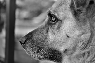 Close-up of dog looking away