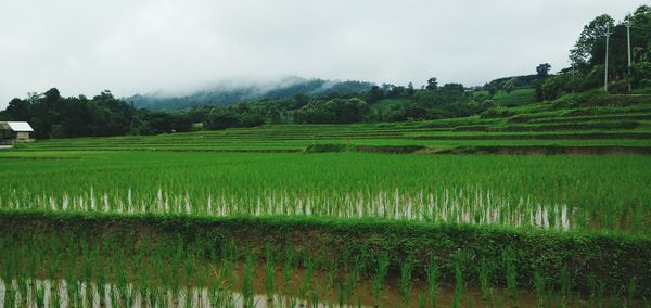 Scenic view of agricultural field against sky