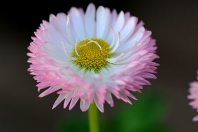 Close-up of pink daisy flower against black background