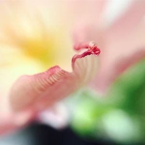 Close-up of flower against blurred background