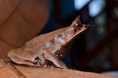 Close-up of frog on wood