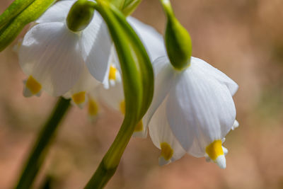 Close-up of white flowering plant