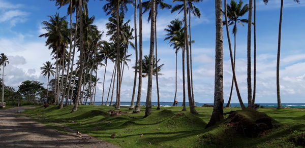 Scenic view of palm trees on landscape against sky