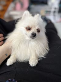 pet