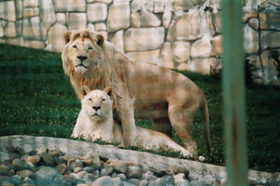 View of cats on rock in zoo