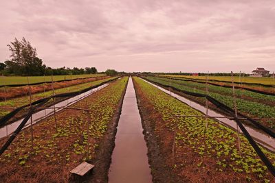 Vegetable field in low land condition, thailand