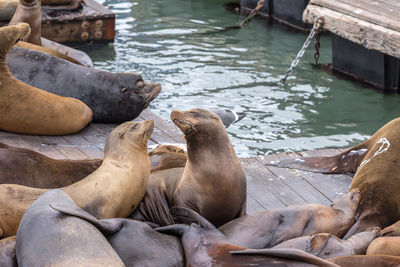 High angle view of sea lion