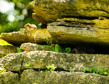 Close-up of lizard on rock