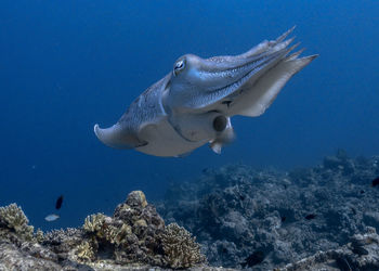 Close-up of fish underwater