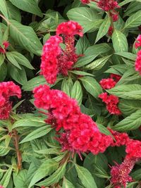 Close-up of red flowering plants