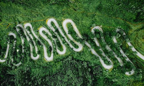 High angle view of moss growing on field