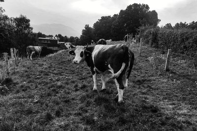 Cows on field against sky