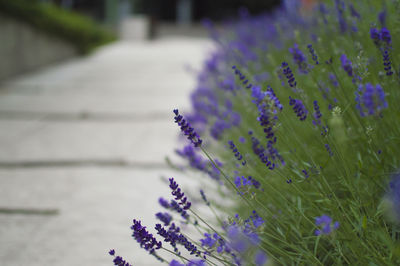 Close-up of purple flowers