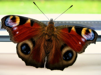 Close-up of butterfly