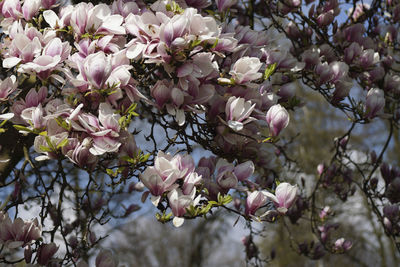 Close-up of white flowers blooming on tree