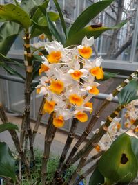 Close-up of flowers blooming outdoors