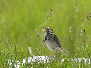 Bird perching on a field