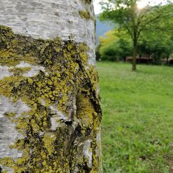 Close-up of moss growing on tree trunk