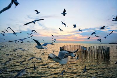 Seagulls flying over water against sky