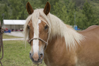 Close-up of a horse on field