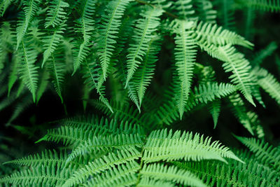 Beautyful ferns leaves background. green foliage natural floral pattern. selective focus