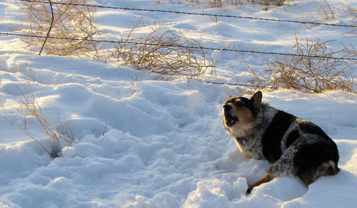 Dog on snow covered landscape