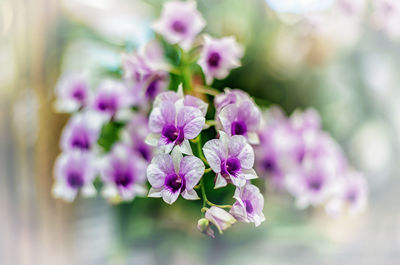 Close-up of pink flowering plant