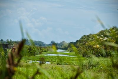 Scenic view of field against sky