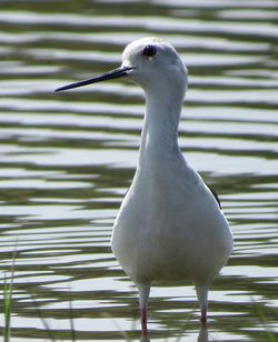 Close-up of black-winged stilt in lake