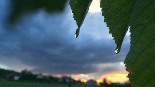 Close-up of fresh green plant against sky